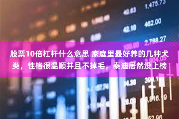 股票10倍杠杆什么意思 家庭里最好养的几种犬类，性格很温顺并且不掉毛，泰迪居然没上榜