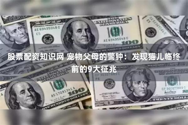 股票配资知识网 宠物父母的警钟：发现猫儿临终前的9大征兆