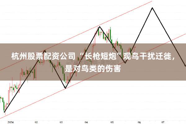杭州股票配资公司 “长枪短炮”观鸟干扰迁徙，是对鸟类的伤害
